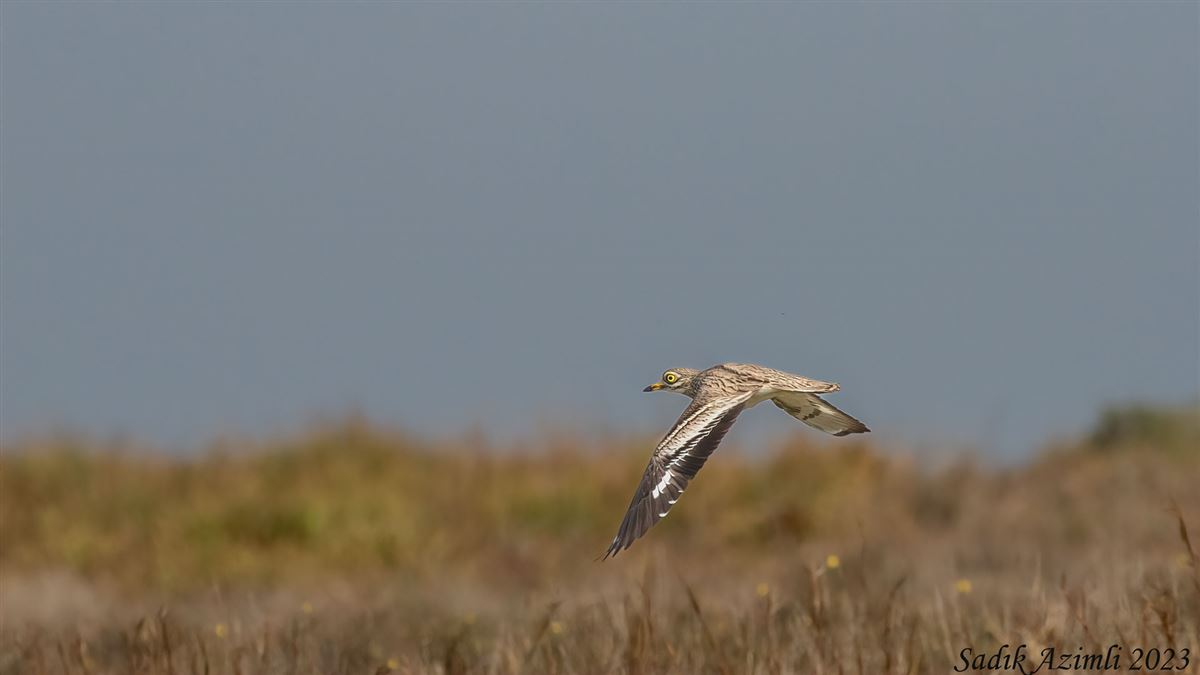 Eurasian Stone-curlew