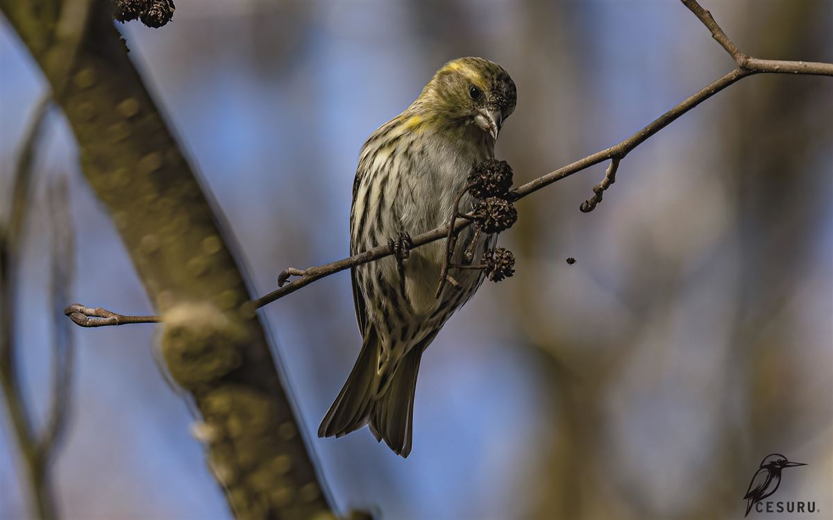 Eurasian Siskin