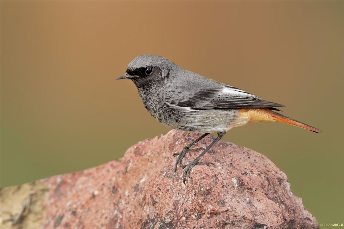 Black Redstart
