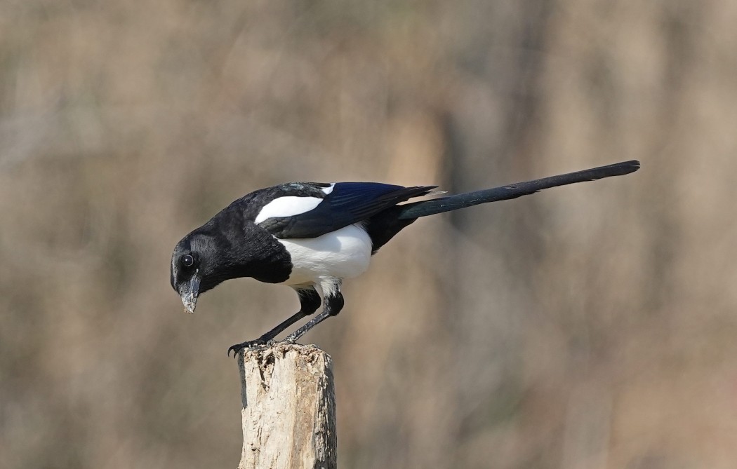 Eurasian Magpie