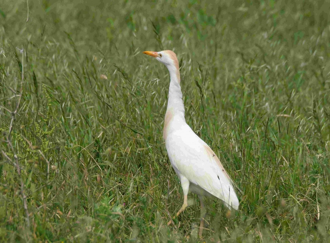 Western Cattle Egret