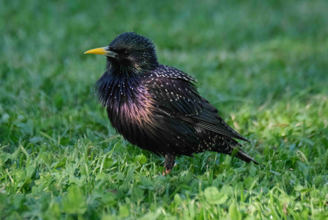 Common Starling
