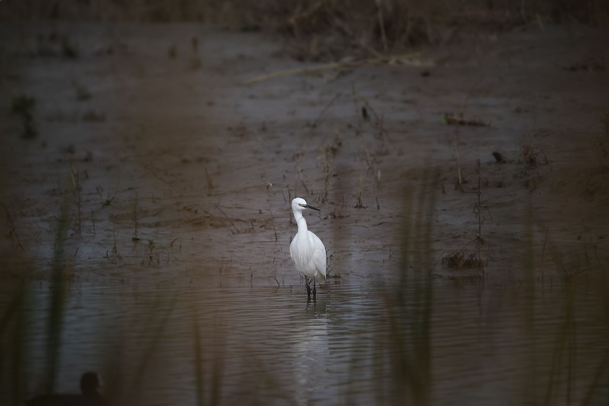 Little Egret