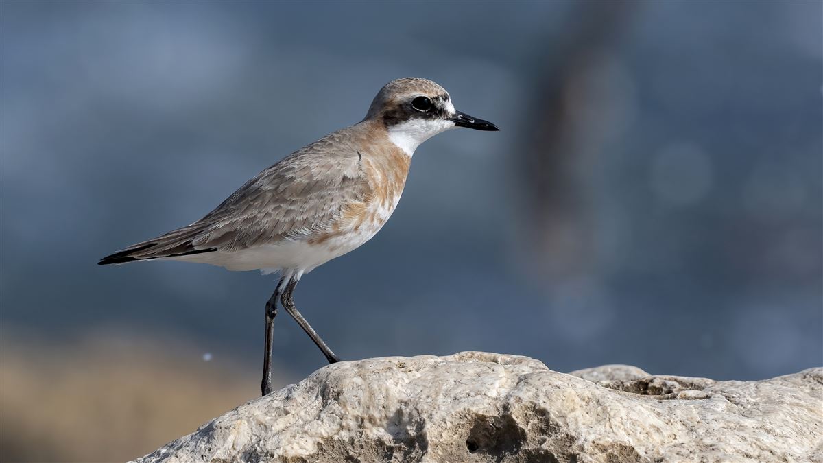 Greater Sand Plover