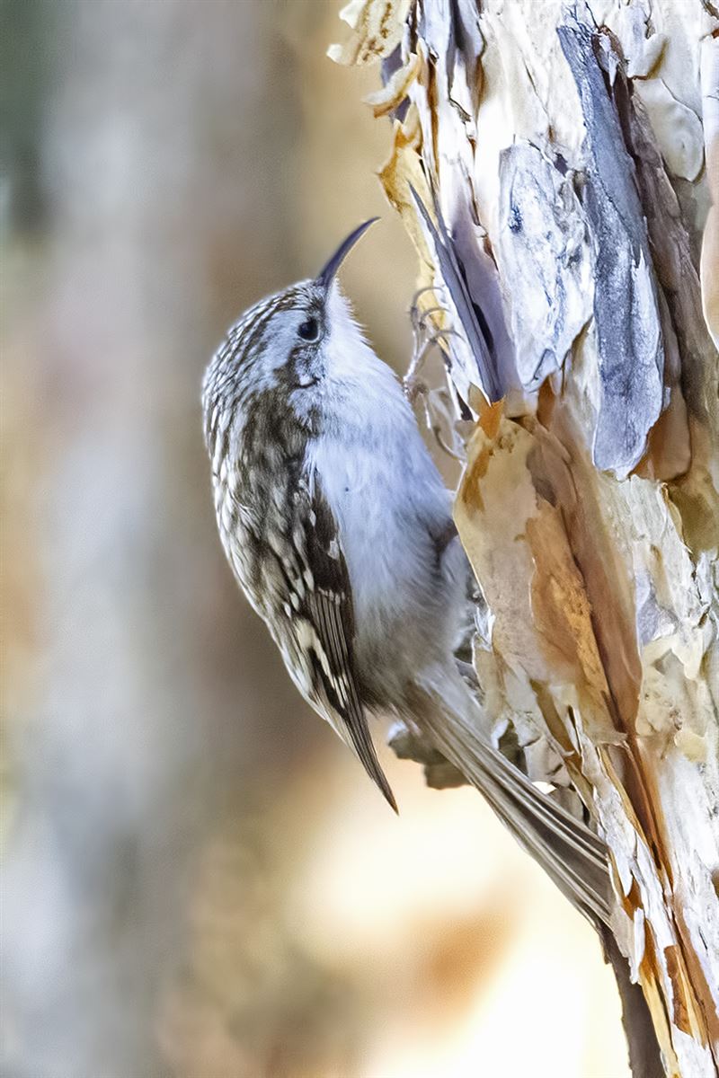 Eurasian Treecreeper