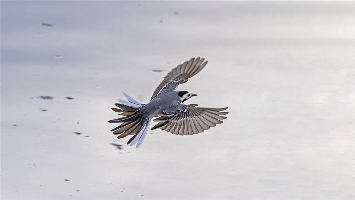 White Wagtail