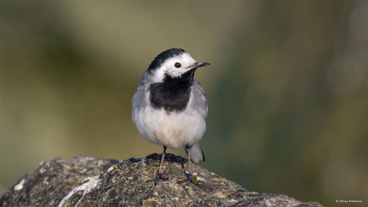 White Wagtail