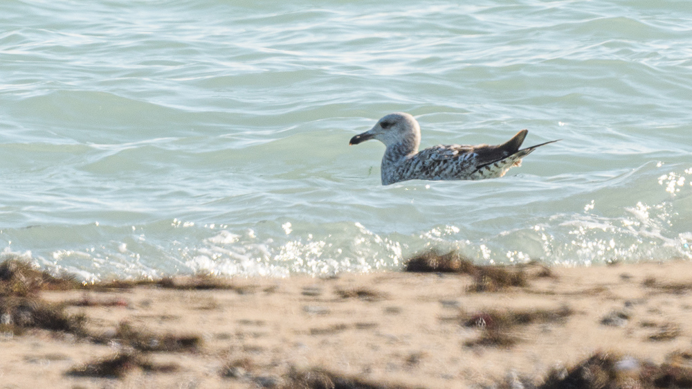 Yellow-legged Gull