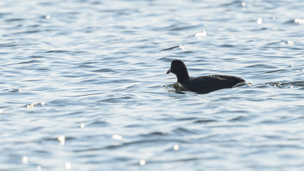 Eurasian Coot