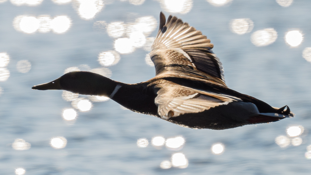 Mallard