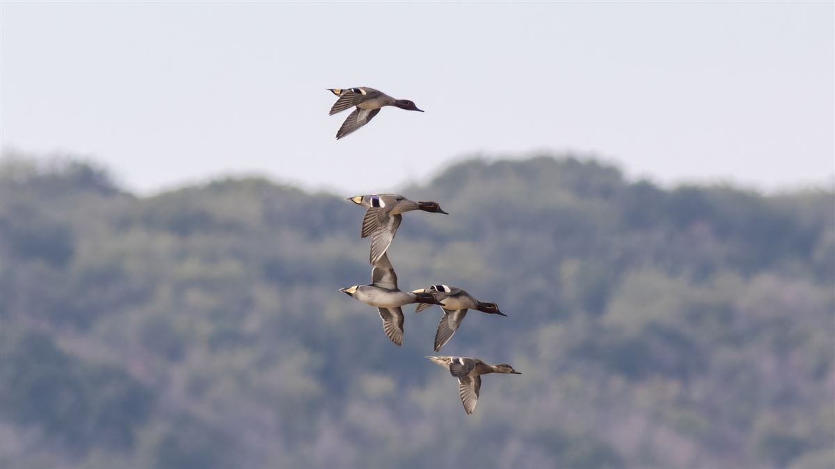 Eurasian Teal
