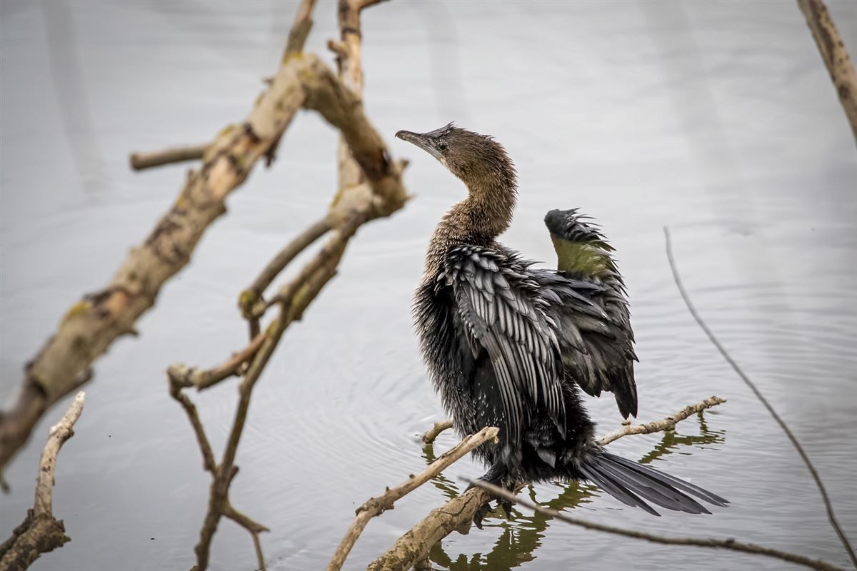 Pygmy Cormorant