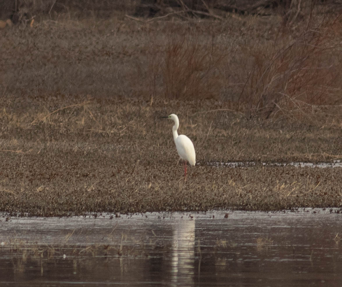 Great Egret