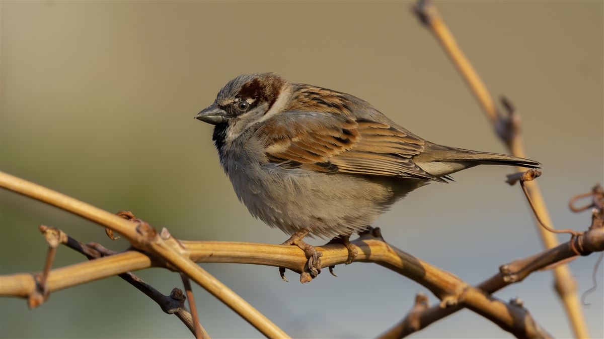 House Sparrow