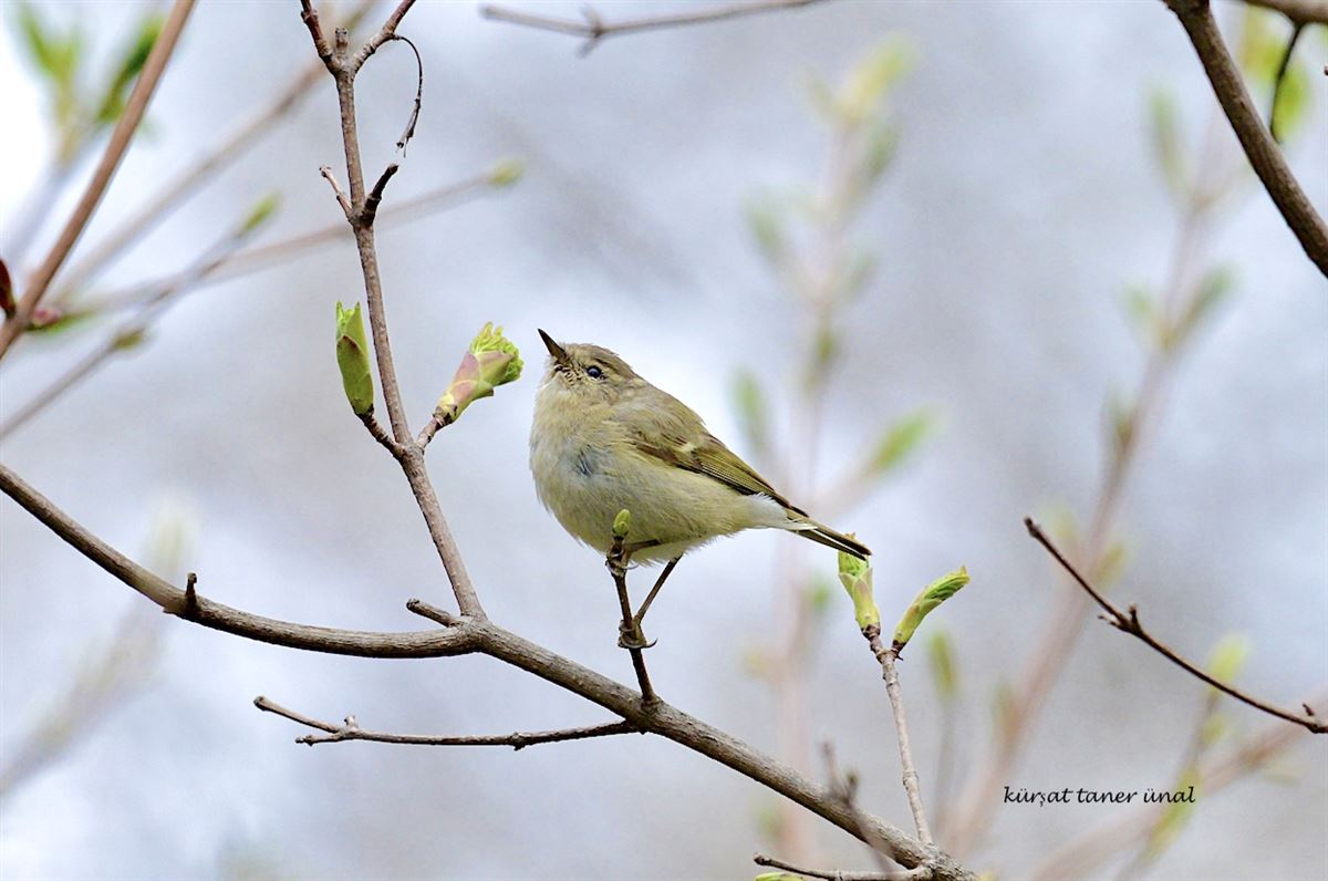 Hume`s Leaf Warbler