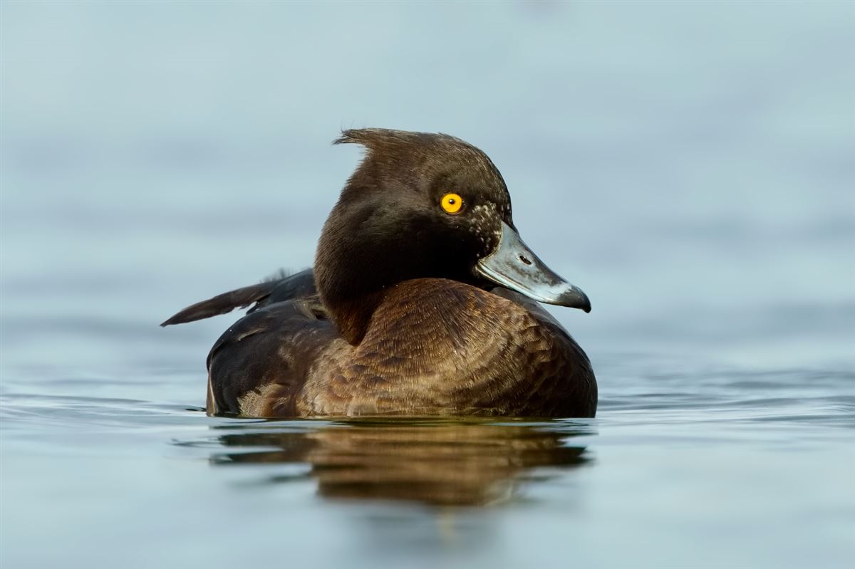 Tufted Duck