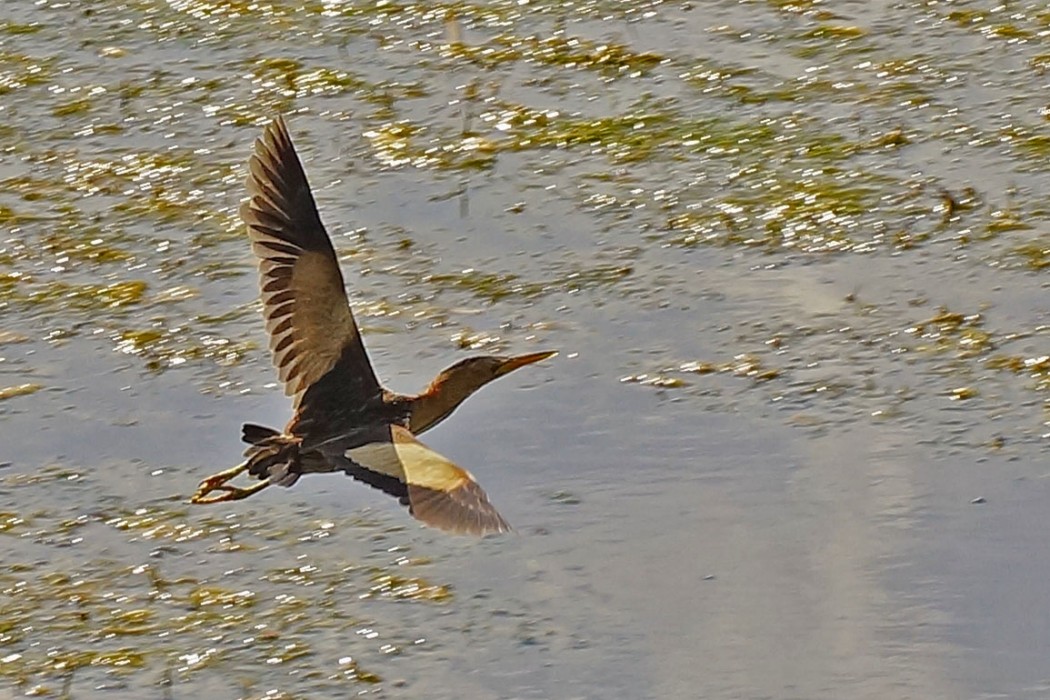 Little Bittern