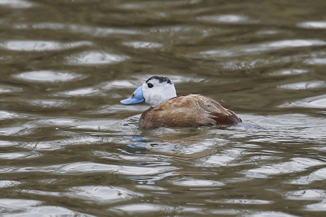 White-headed Duck