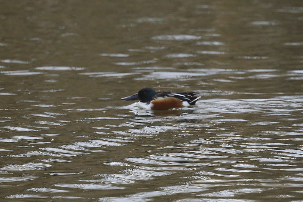 Northern Shoveler