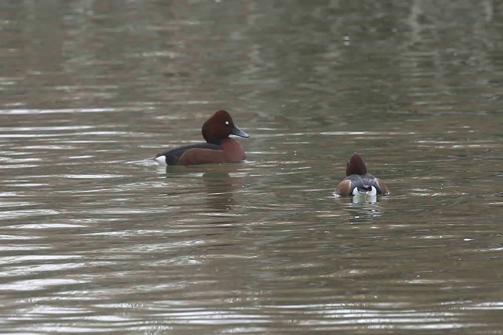 Ferruginous Duck