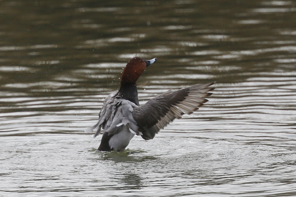 Common Pochard