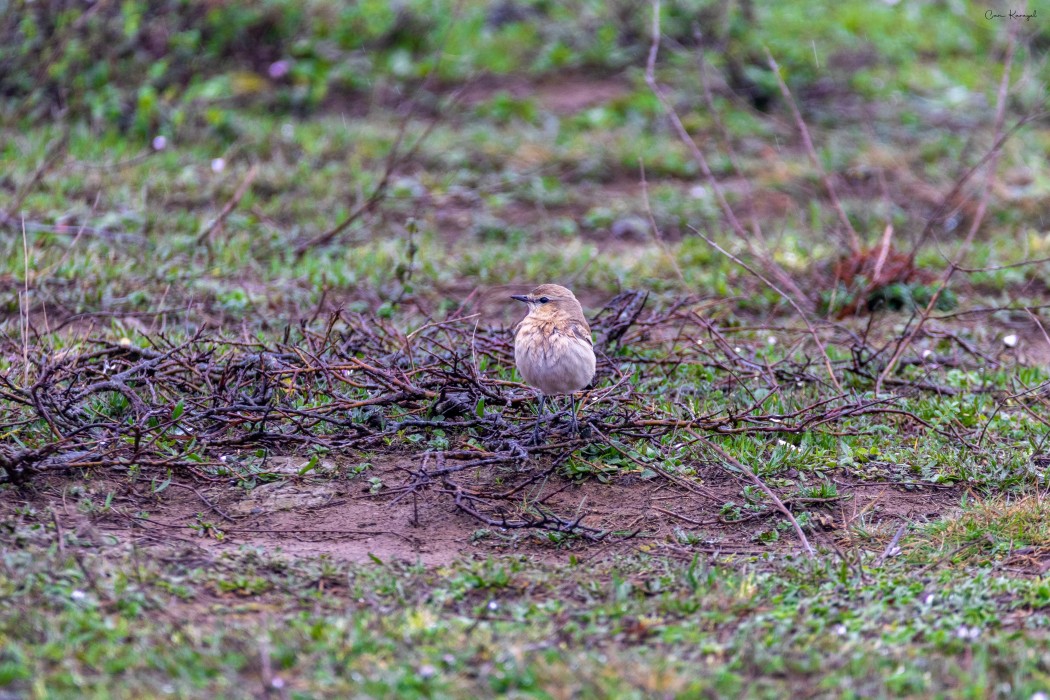 Isabelline Wheatear