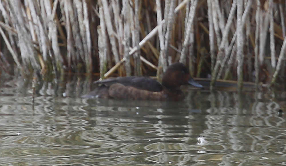 Ferruginous Duck
