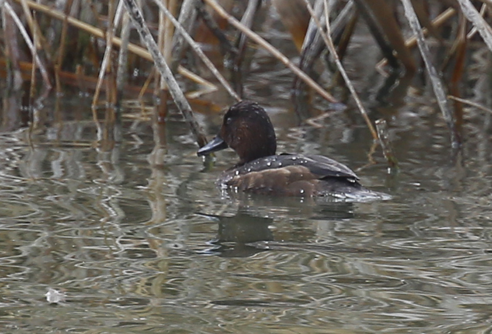 Ferruginous Duck