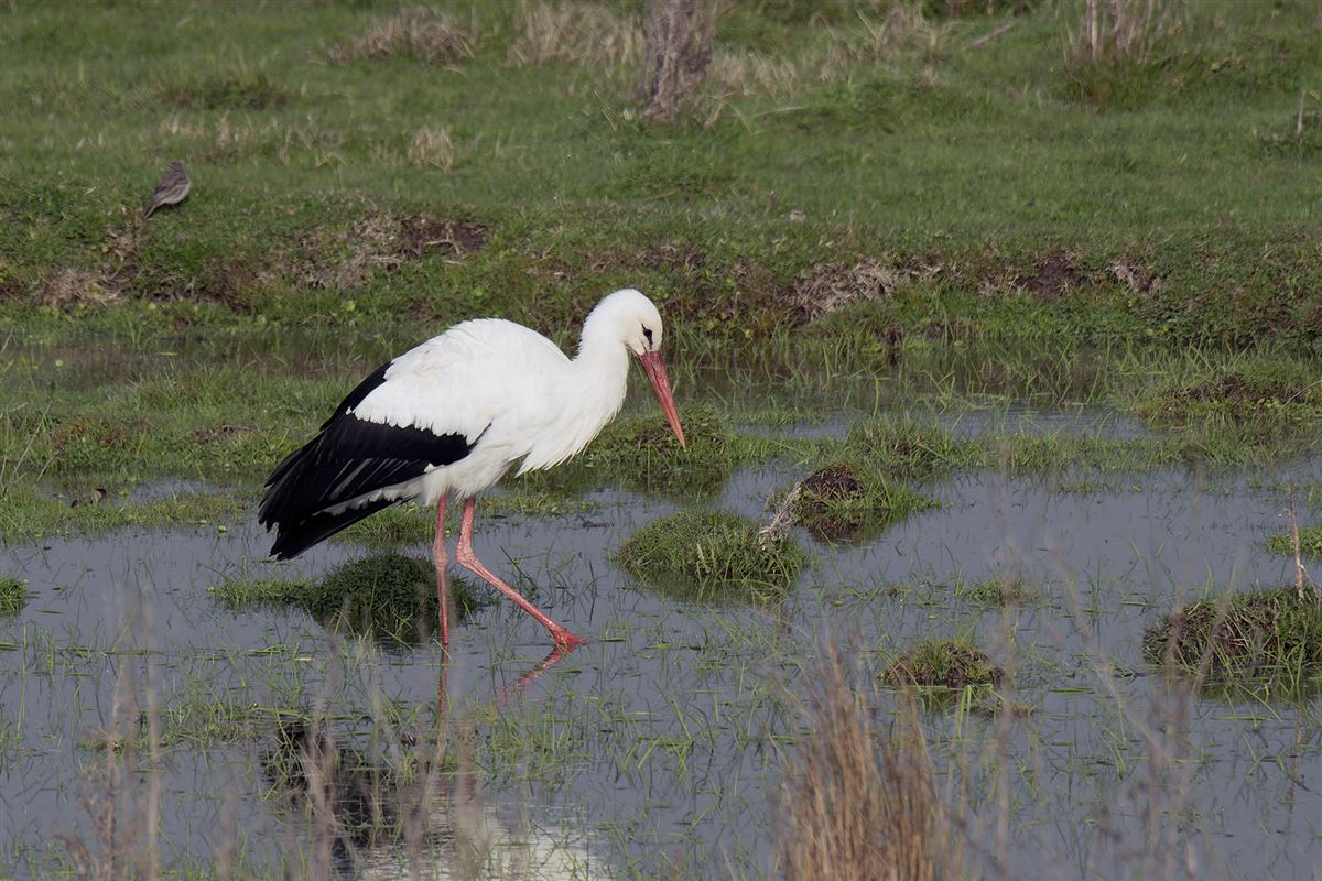 White Stork
