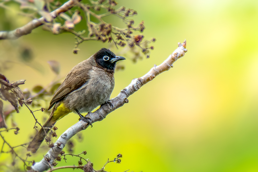 White-spectacled Bulbul