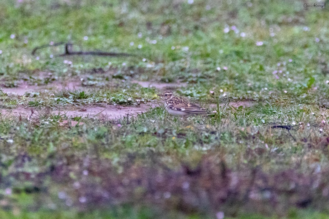 Woodlark