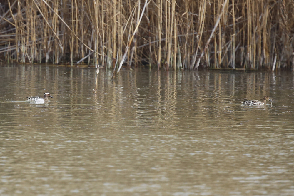 Garganey