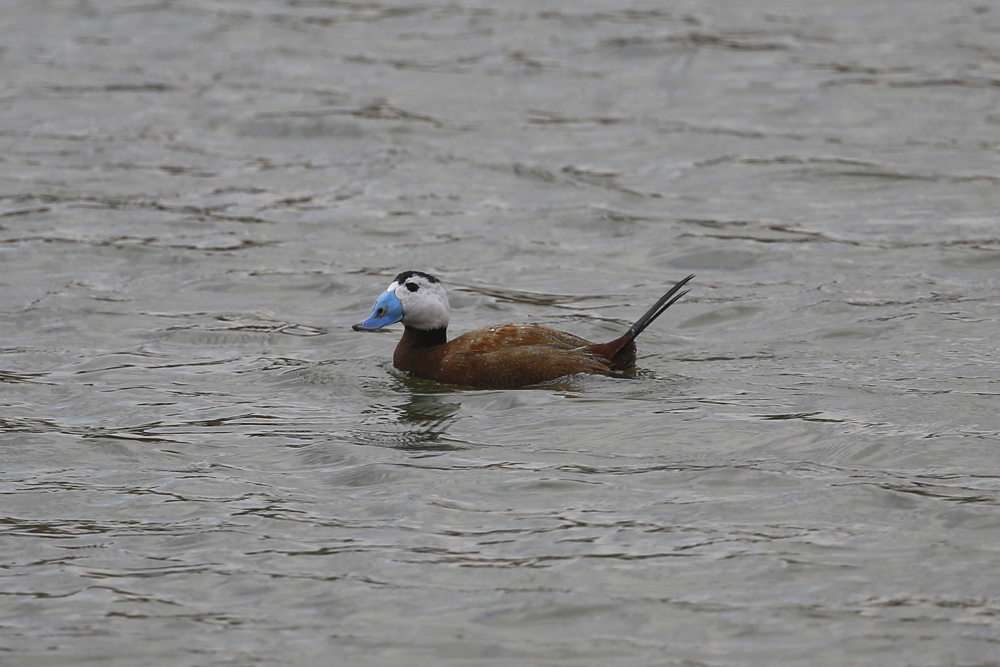 White-headed Duck