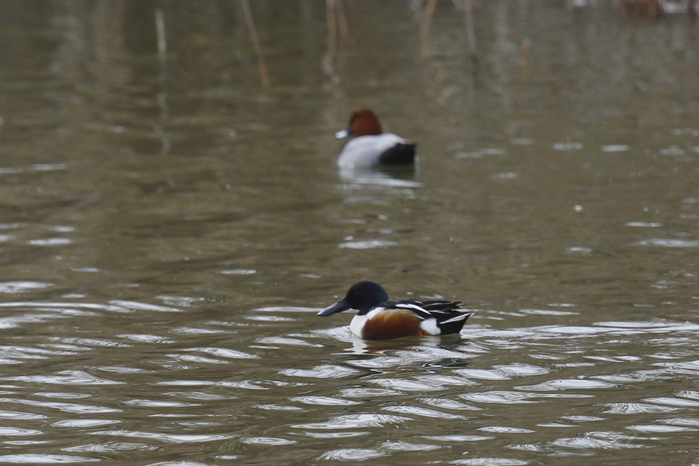 Northern Shoveler