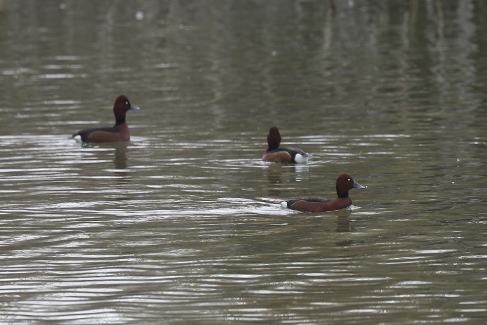 Ferruginous Duck