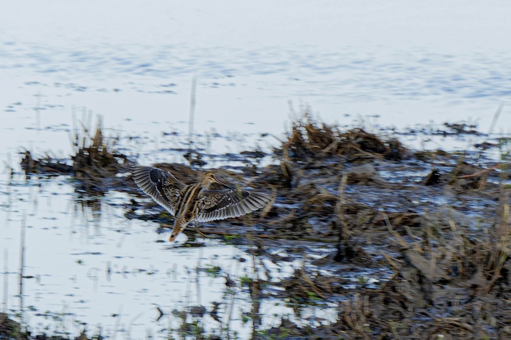 Common Snipe