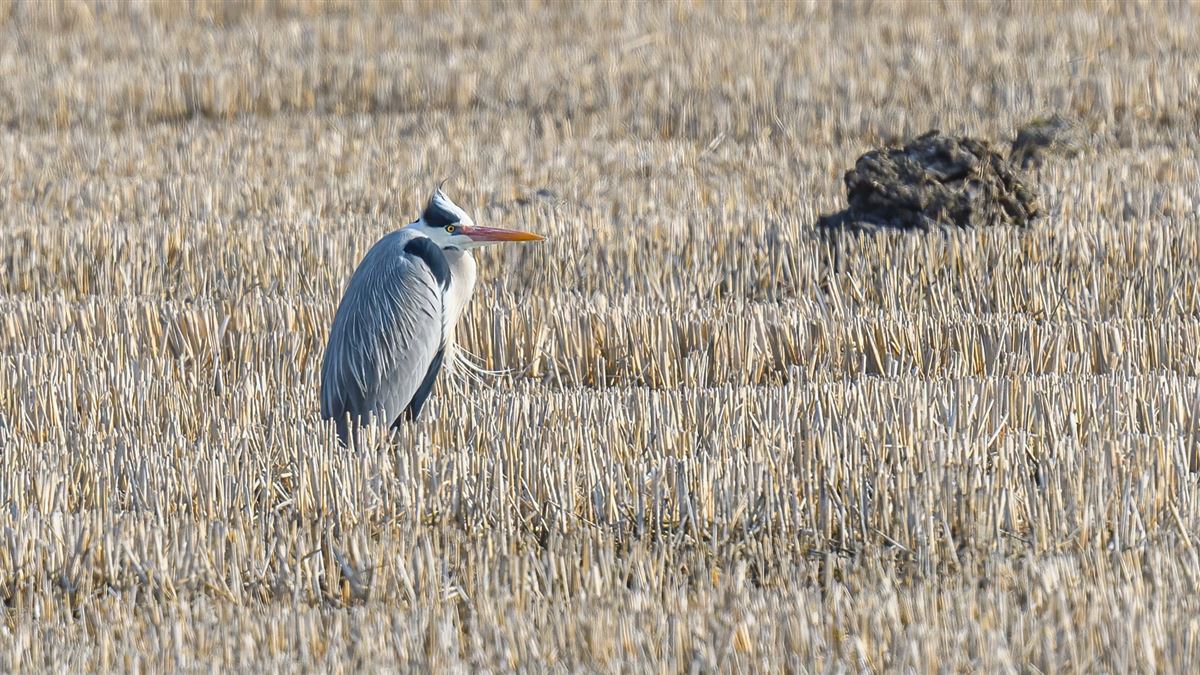 Grey Heron