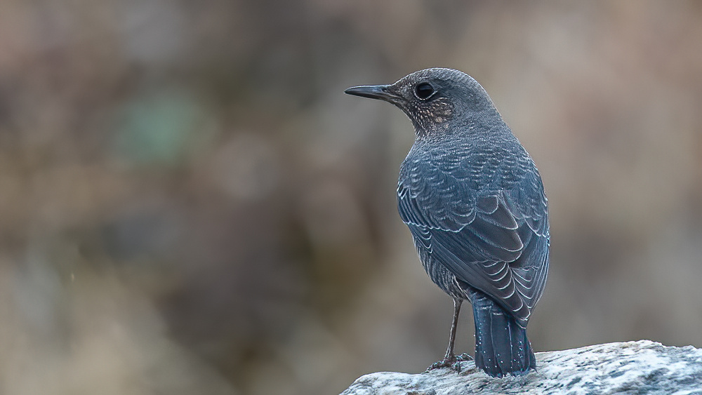 Blue Rock Thrush