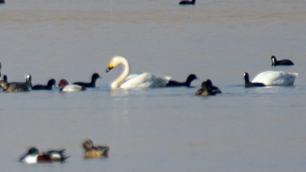Tundra Swan