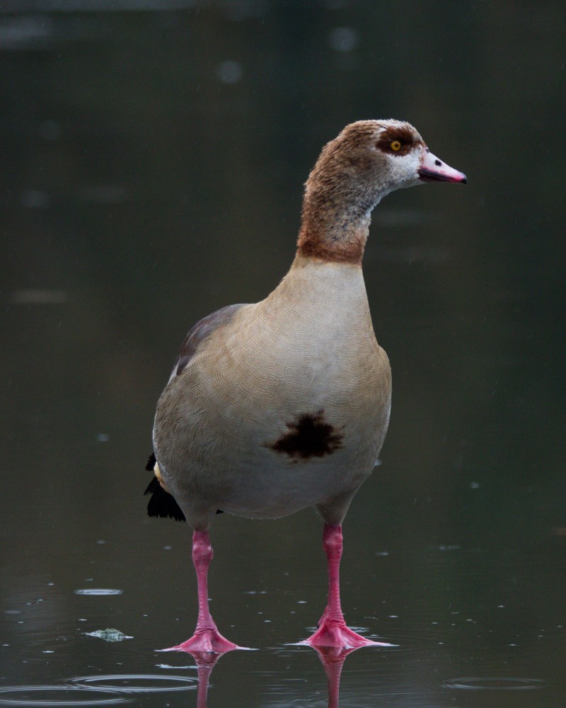 Egyptian Goose