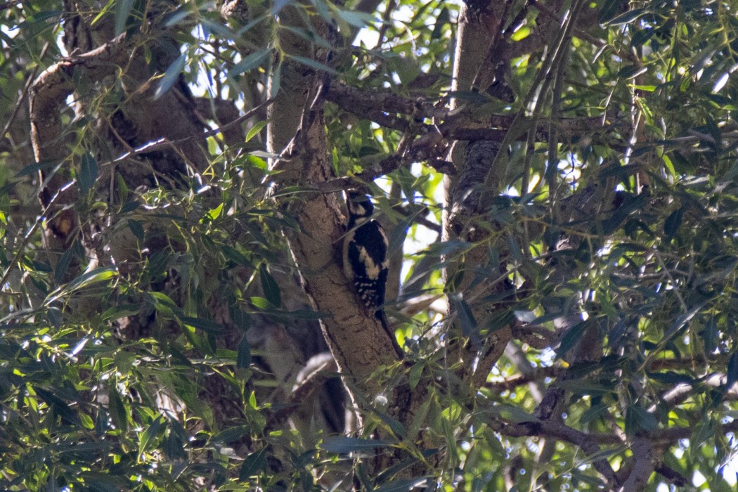 Great Spotted Woodpecker