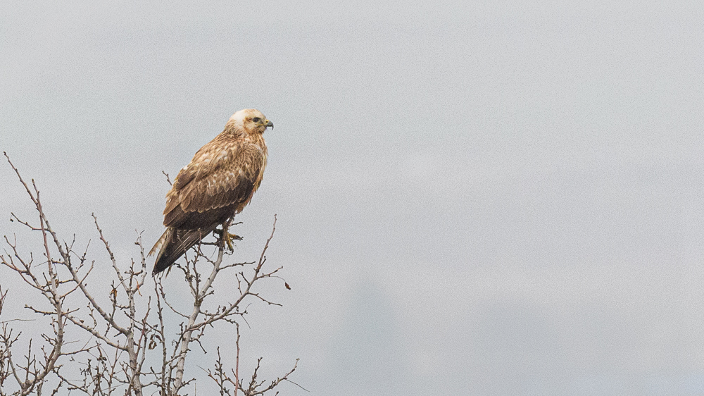 Long-legged Buzzard
