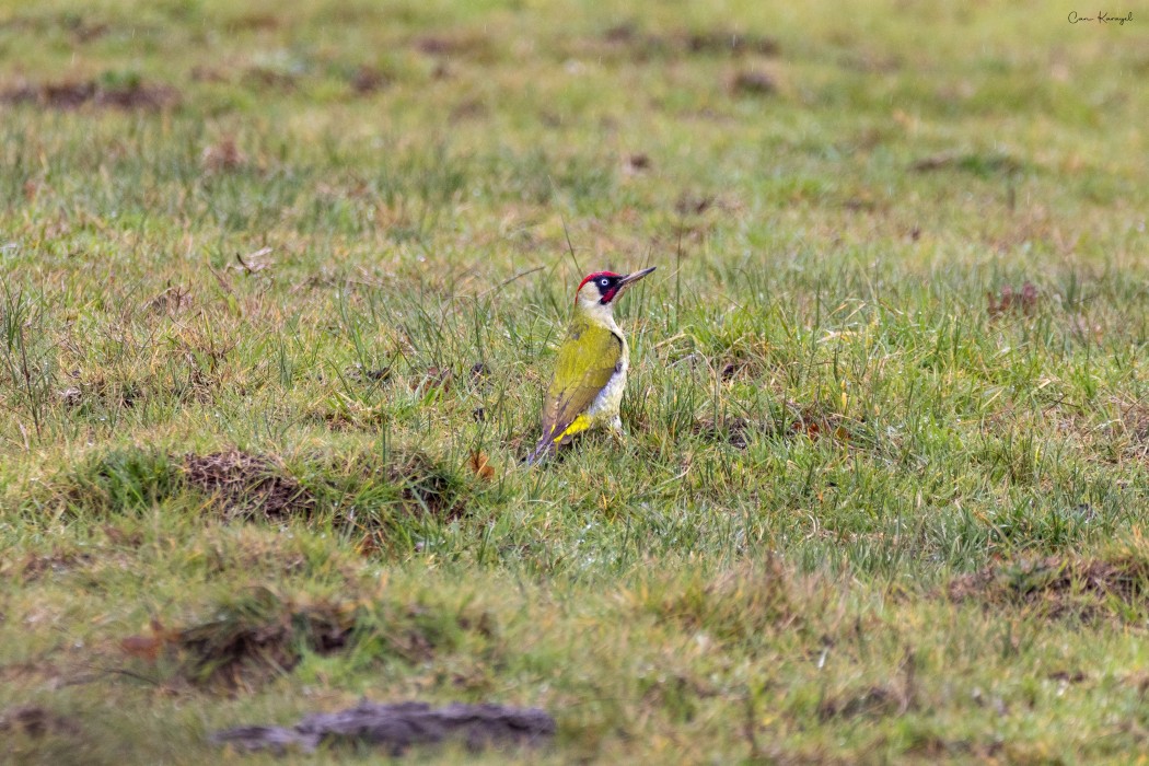 European Green Woodpecker