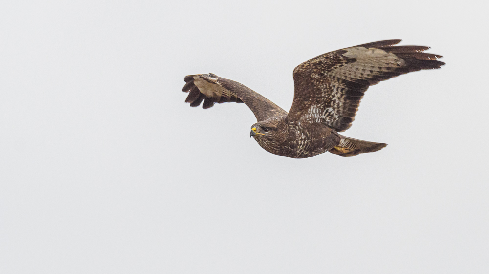 Common Buzzard