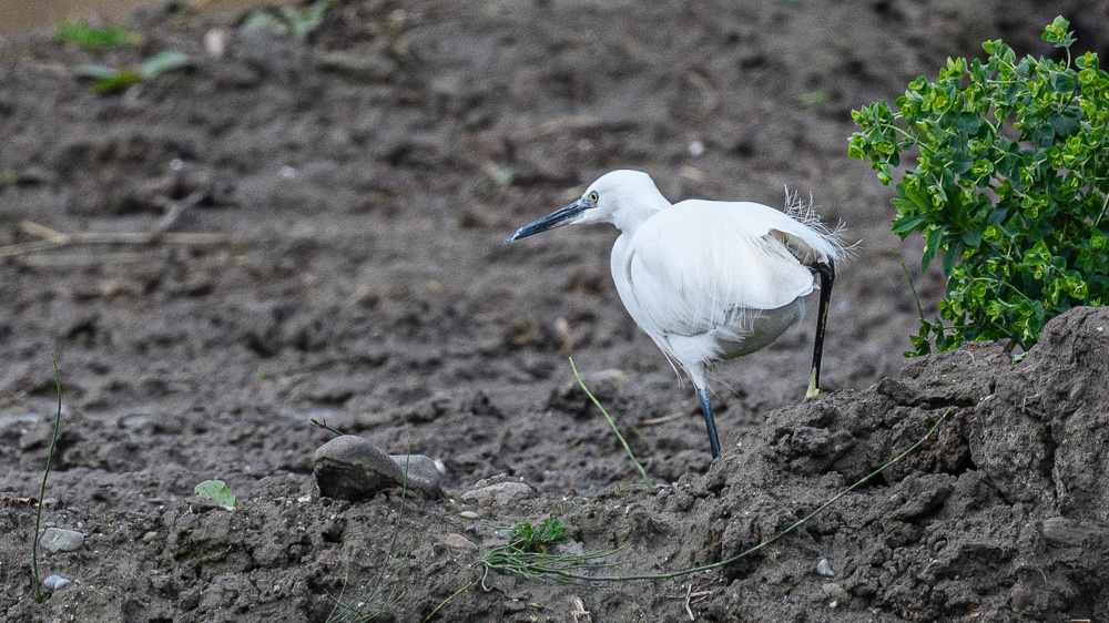 Little Egret