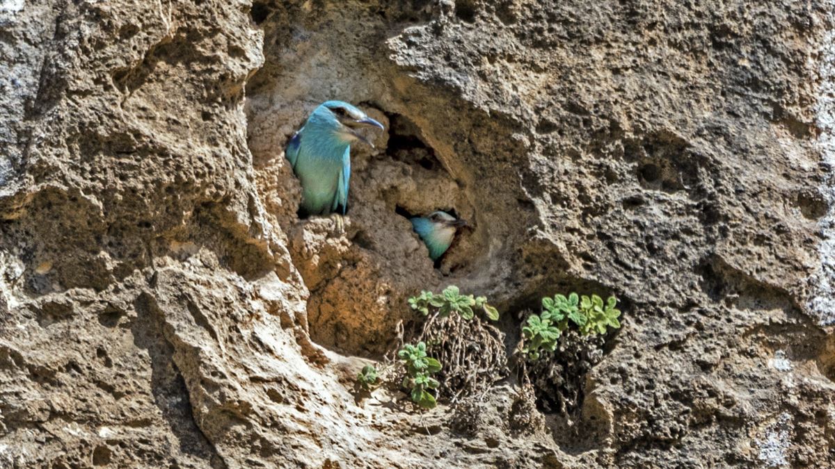 European Roller