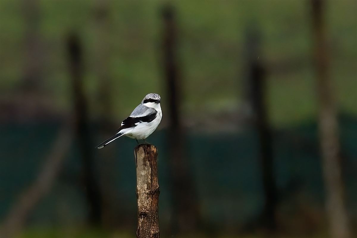 Great Grey Shrike