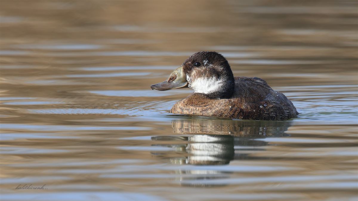 White-headed Duck