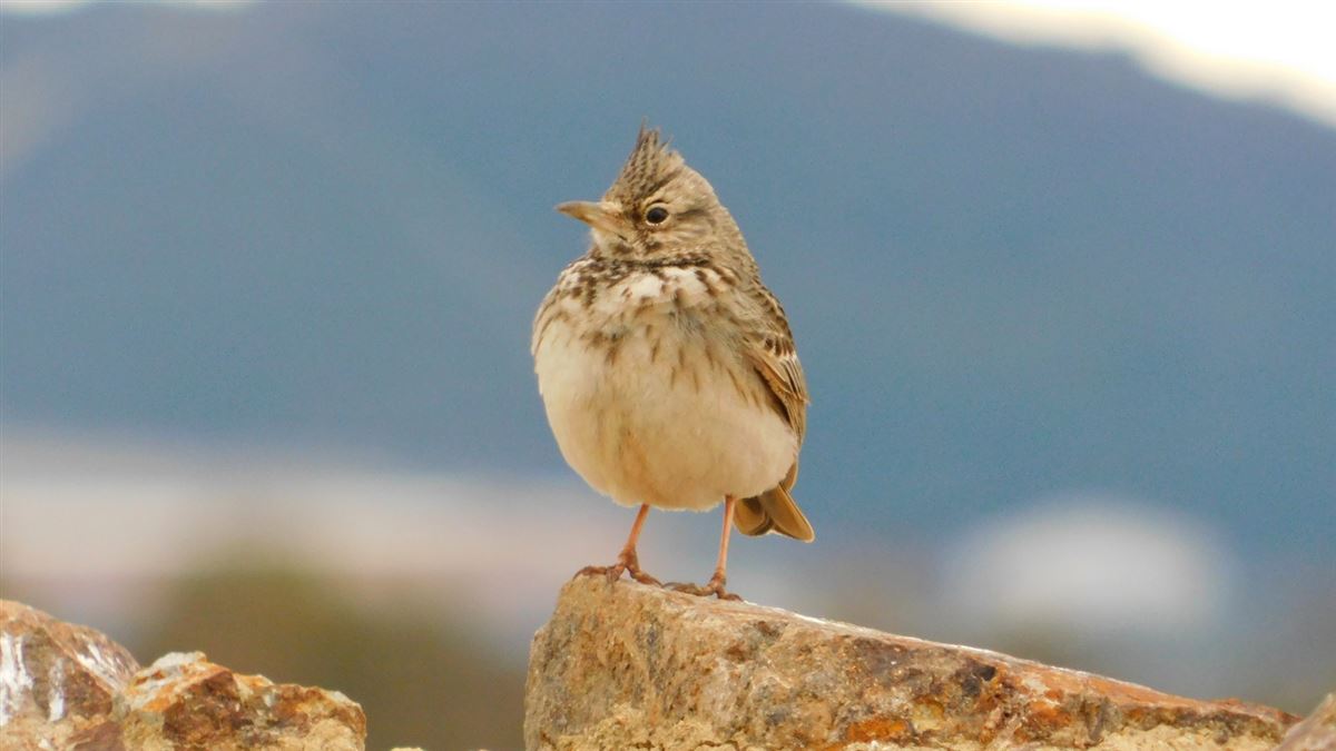 Crested Lark