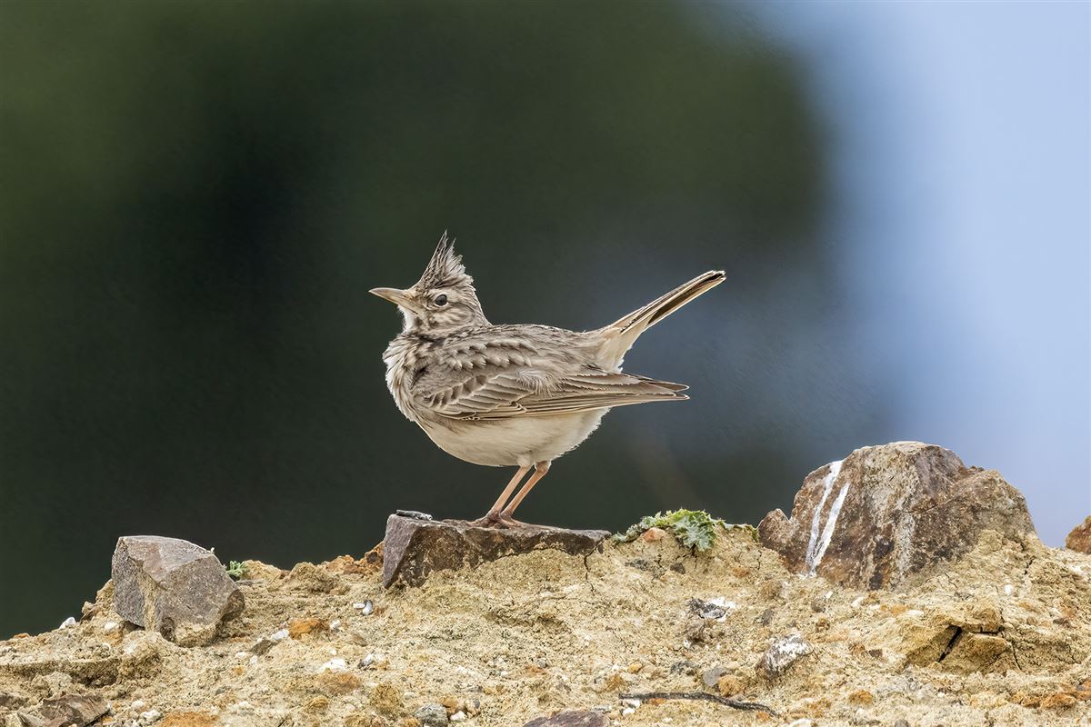 Crested Lark